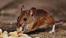 24 Hour & Emergency Exterminators in E Rutherford, NJ